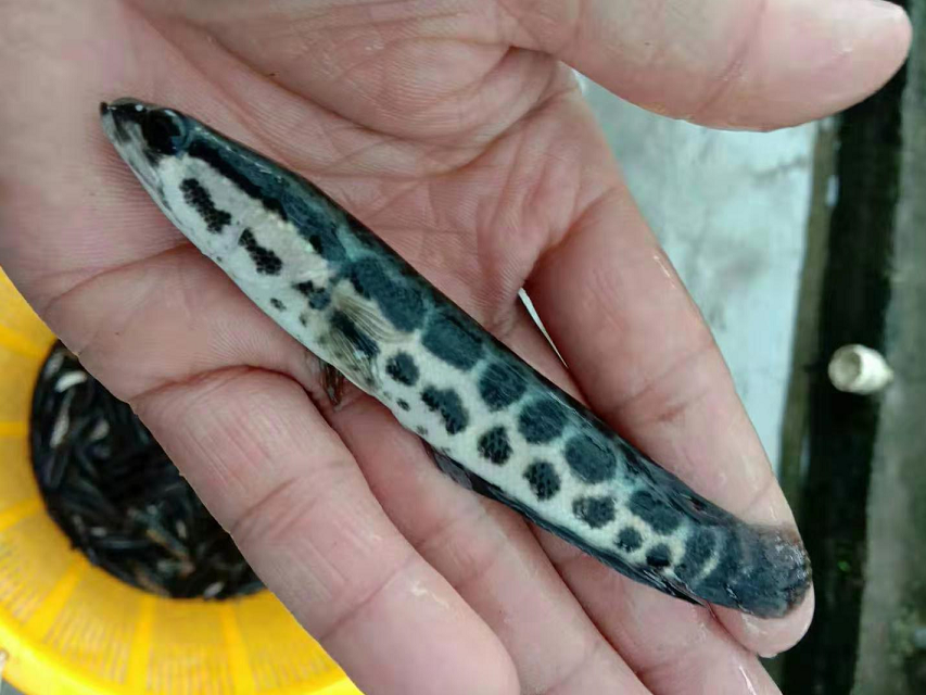 黑(hēi)魚魚苗